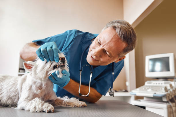 Best Emergency Denture Repair in Ranlo, NC